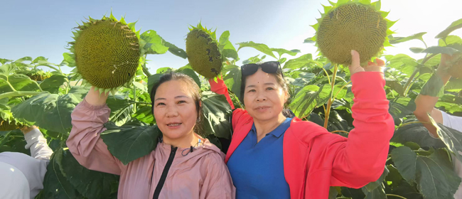 10苏人牧场有机葵花基地.jpg